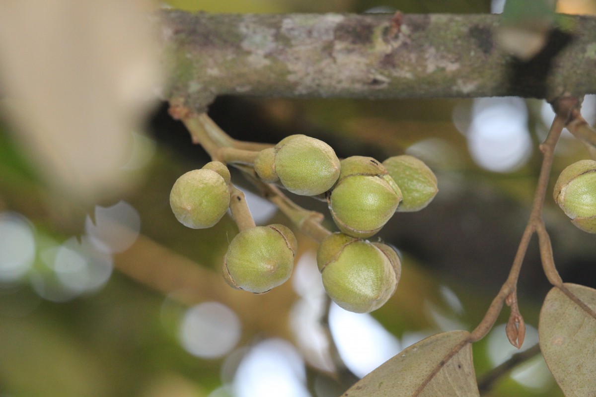 Durio zibethinus L.